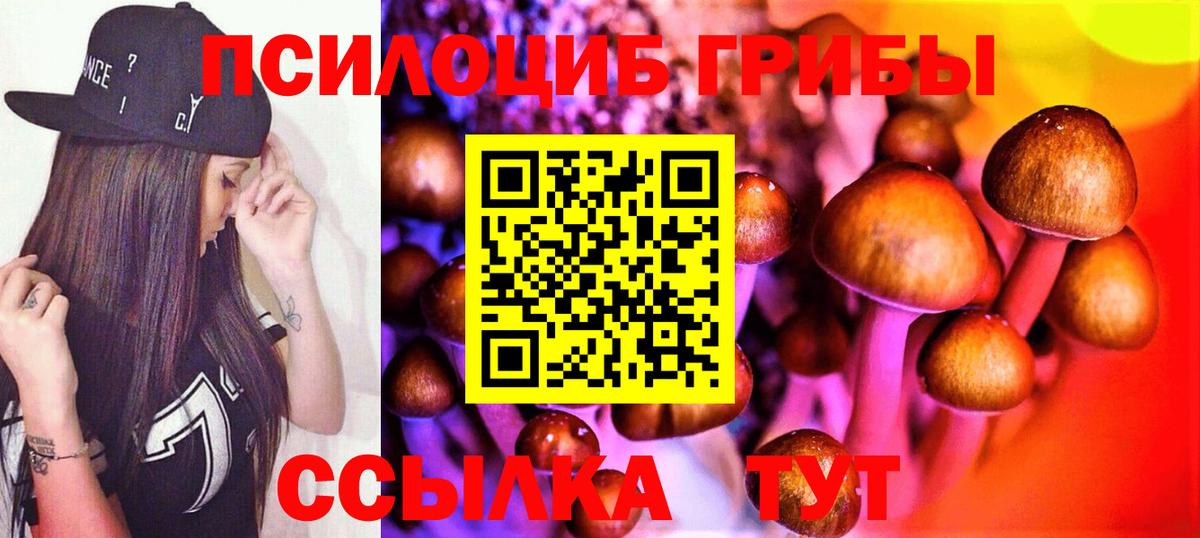 Псилоцибиновые грибы Psilocybe Туапсе